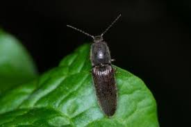 Attēlu rezultāti vaicājumam “Athous sp.”