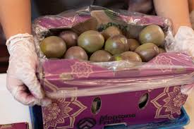 Attēlu rezultāti vaicājumam “Libanotis montana fruit”