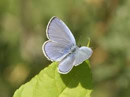 Attēlu rezultāti vaicājumam “Everes argiades underside”