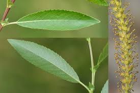 Attēlu rezultāti vaicājumam “Salix triandra”