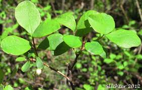 Attēlu rezultāti vaicājumam “Vaccinium uliginosum leaf”