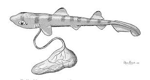 Image result for Mustelus antarcticus