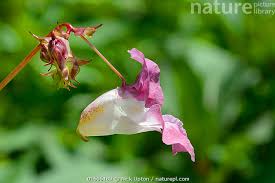 Attēlu rezultāti vaicājumam “Impatiens glandulifera flower”