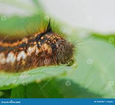 Attēlu rezultāti vaicājumam “Euthrix potatoria larva”