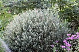 Attēlu rezultāti vaicājumam “Salix purpurea male flower”