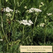 Attēlu rezultāti vaicājumam “Carum carvi flower”