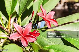 Attēlu rezultāti vaicājumam “Apocynaceae”