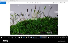 Attēlu rezultāti vaicājumam “Bryoerythrophyllum recurvirostrum sporophyte”