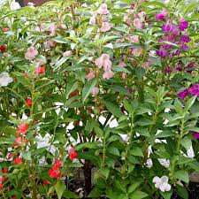 Image result for Impatiens balsamina