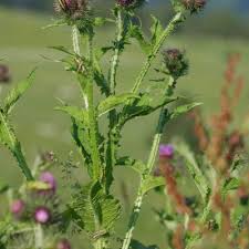 Attēlu rezultāti vaicājumam “Carduus crispus leaf”