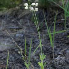 Attēlu rezultāti vaicājumam “Silene borysthenica”