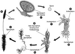 Attēlu rezultāti vaicājumam “sporophyte”