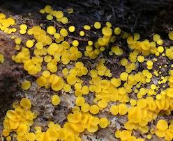 Attēlu rezultāti vaicājumam “Bisporella citrina”