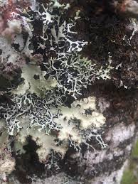 Attēlu rezultāti vaicājumam “Hypogymnia vittata”