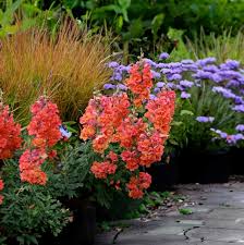 Image result for Antirrhinum majus