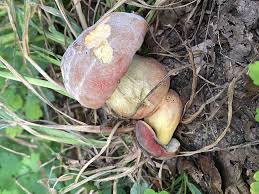 Attēlu rezultāti vaicājumam “Xerocomus pruinatus”