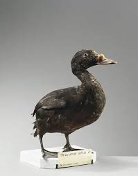 Attēlu rezultāti vaicājumam “Melanitta nigra”