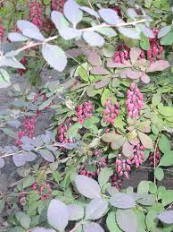 Attēlu rezultāti vaicājumam “Berberis vulgaris”