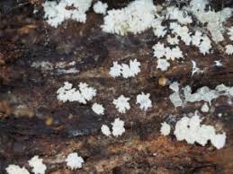 Attēlu rezultāti vaicājumam “Ceratiomyxa morchella”