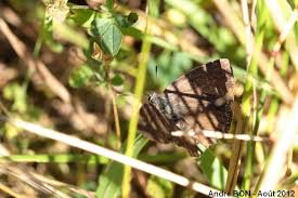 Attēlu rezultāti vaicājumam “Favonius quercus”