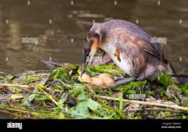 Attēlu rezultāti vaicājumam “Podiceps cristatus nest”