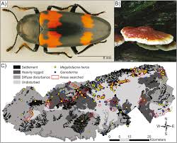 Attēlu rezultāti vaicājumam “Bolitophagus reticulatus larva”