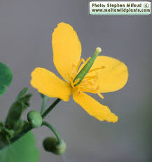 Attēlu rezultāti vaicājumam “Chelidonium majus bud”