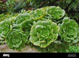 Attēlu rezultāti vaicājumam “Crassulaceae”