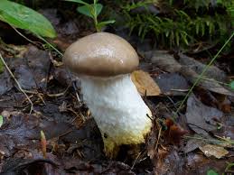 Attēlu rezultāti vaicājumam “Gomphidius glutinosus”