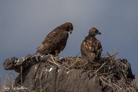 Attēlu rezultāti vaicājumam “Buteo buteo nest”