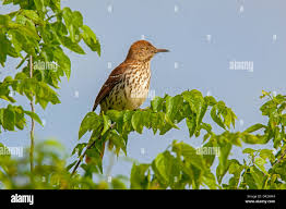 Image result for Toxostoma rufum