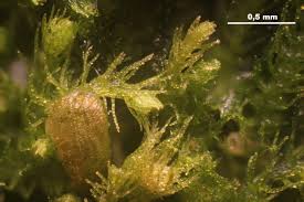 Attēlu rezultāti vaicājumam “Blepharostoma trichophyllum”