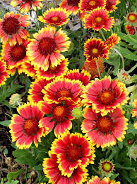 Image result for Gaillardia