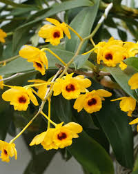 Attēlu rezultāti vaicājumam “Chrysotoxum sp.”