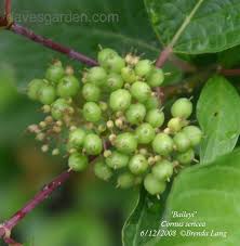 Attēlu rezultāti vaicājumam “Cornus sericea fruit”