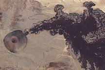 Attēlu rezultāti vaicājumam “Craterium sp.”