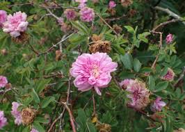 Attēlu rezultāti vaicājumam “Rosa majalis”