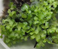 Attēlu rezultāti vaicājumam “Pellia”