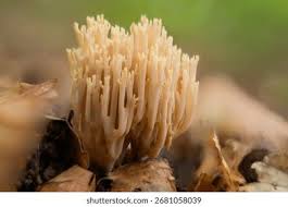 Attēlu rezultāti vaicājumam “Clavulina amethystina”