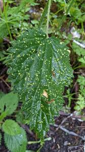 Attēlu rezultāti vaicājumam “Puccinia urticata”