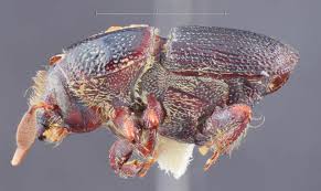 Attēlu rezultāti vaicājumam “Scolytus ratzeburgi”