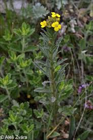 Attēlu rezultāti vaicājumam “Erysimum hieracifolium leaf”