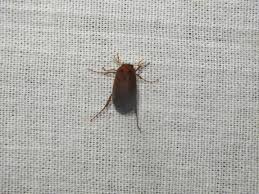 Attēlu rezultāti vaicājumam “Serica brunnea imago”