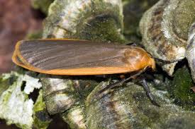 Attēlu rezultāti vaicājumam “Eilema depressa imago”