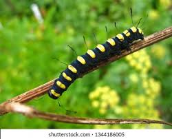 Attēlu rezultāti vaicājumam “Acronicta alni larva”