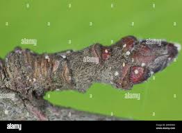 Attēlu rezultāti vaicājumam “Lepidosaphes ulmi imago”