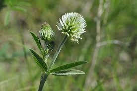 Attēlu rezultāti vaicājumam “Trifolium montanum leaf”