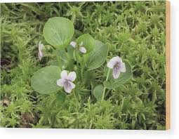 Attēlu rezultāti vaicājumam “Viola palustris”