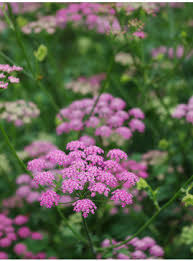 Image result for Pimpinella major