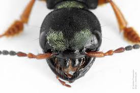 Attēlu rezultāti vaicājumam “Staphylinus erythropterus”